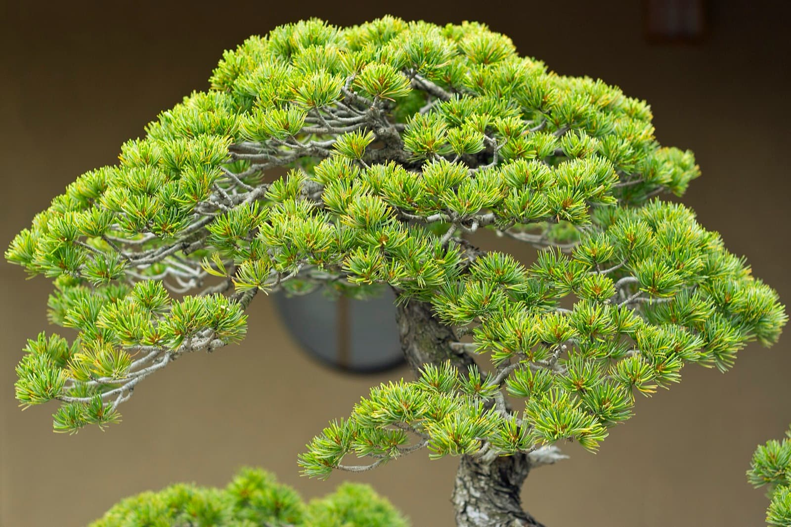 A carefully shaped bonsai tree displayed in Saitama, Japan.