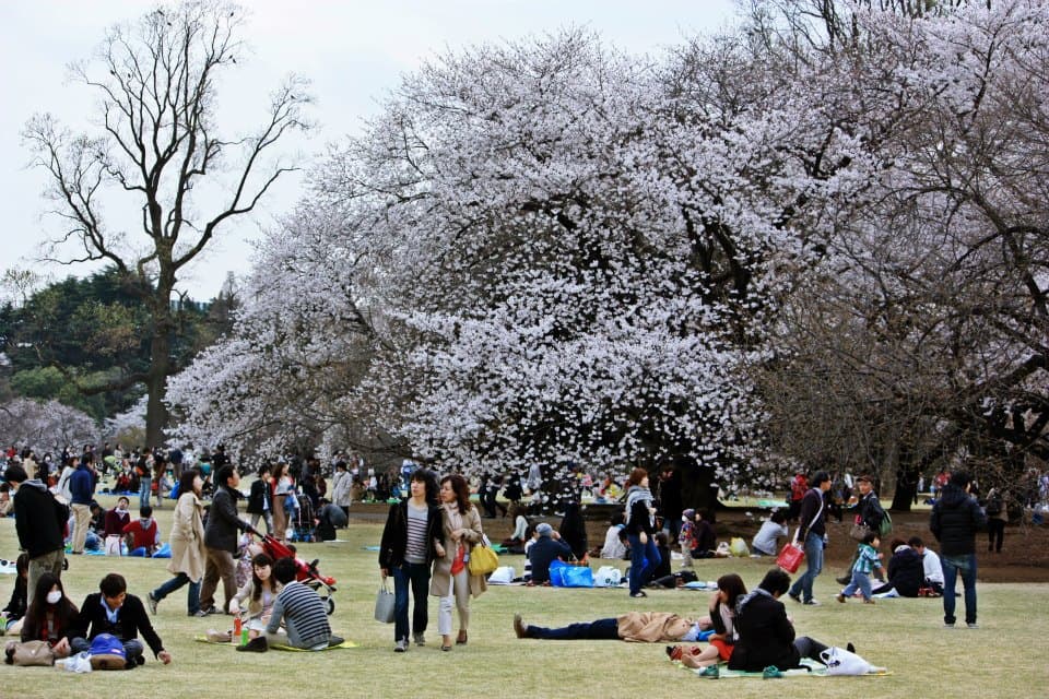 Personas sentadas bajo cerezos en flor durante el hanami en Japón.
