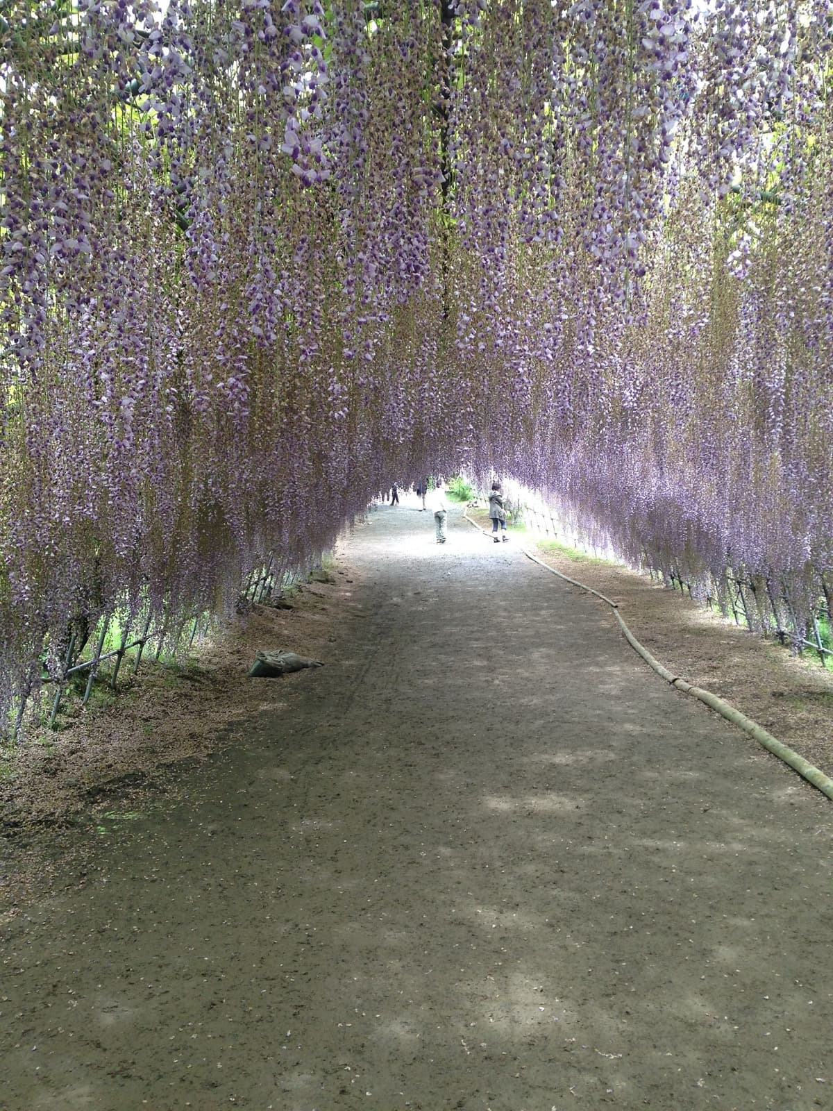 Purple wisteria flowers forming a tunnel at Kawachi Wisteria Garden in Japan.