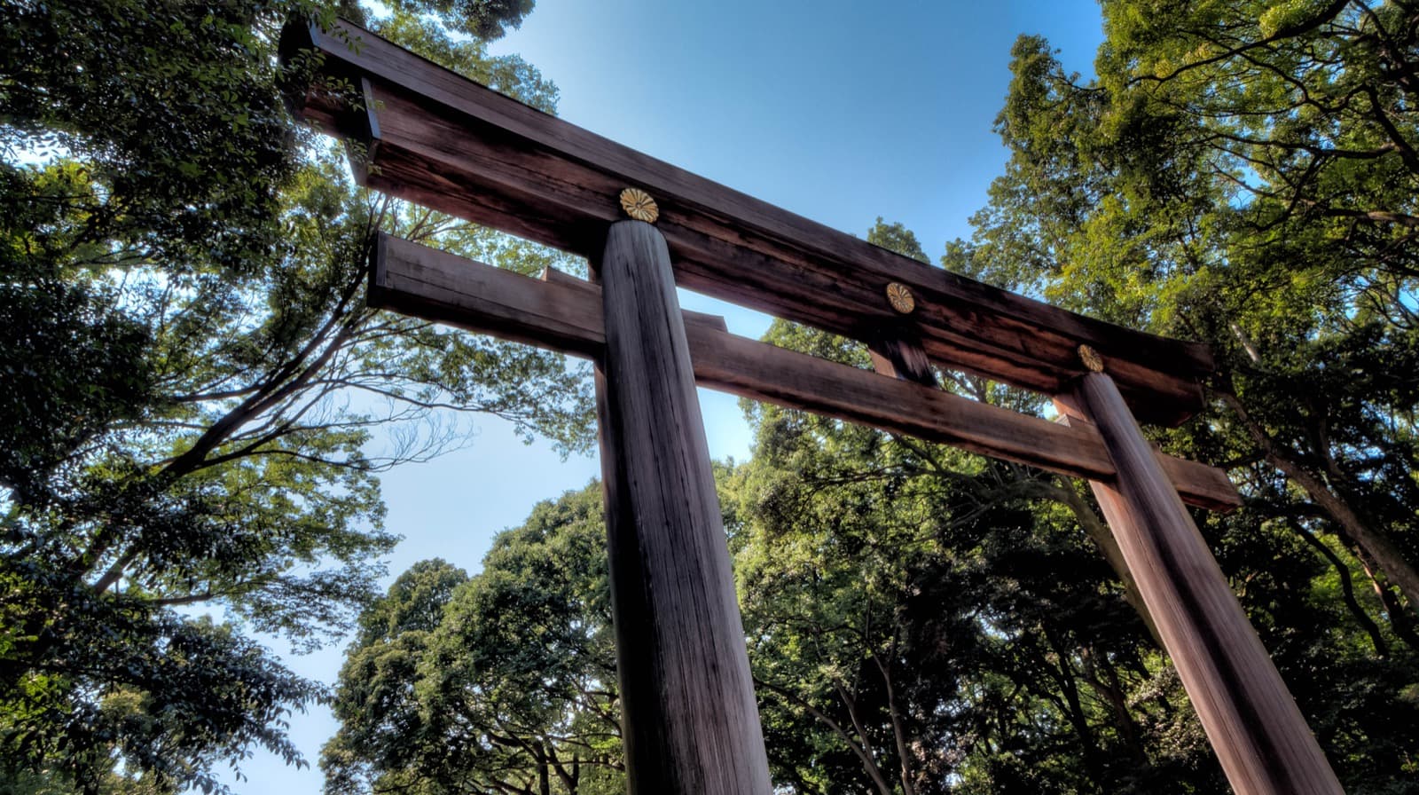 Large wooden torii gate standing before the tree-lined approach to Meiji Shrine in Tokyo.