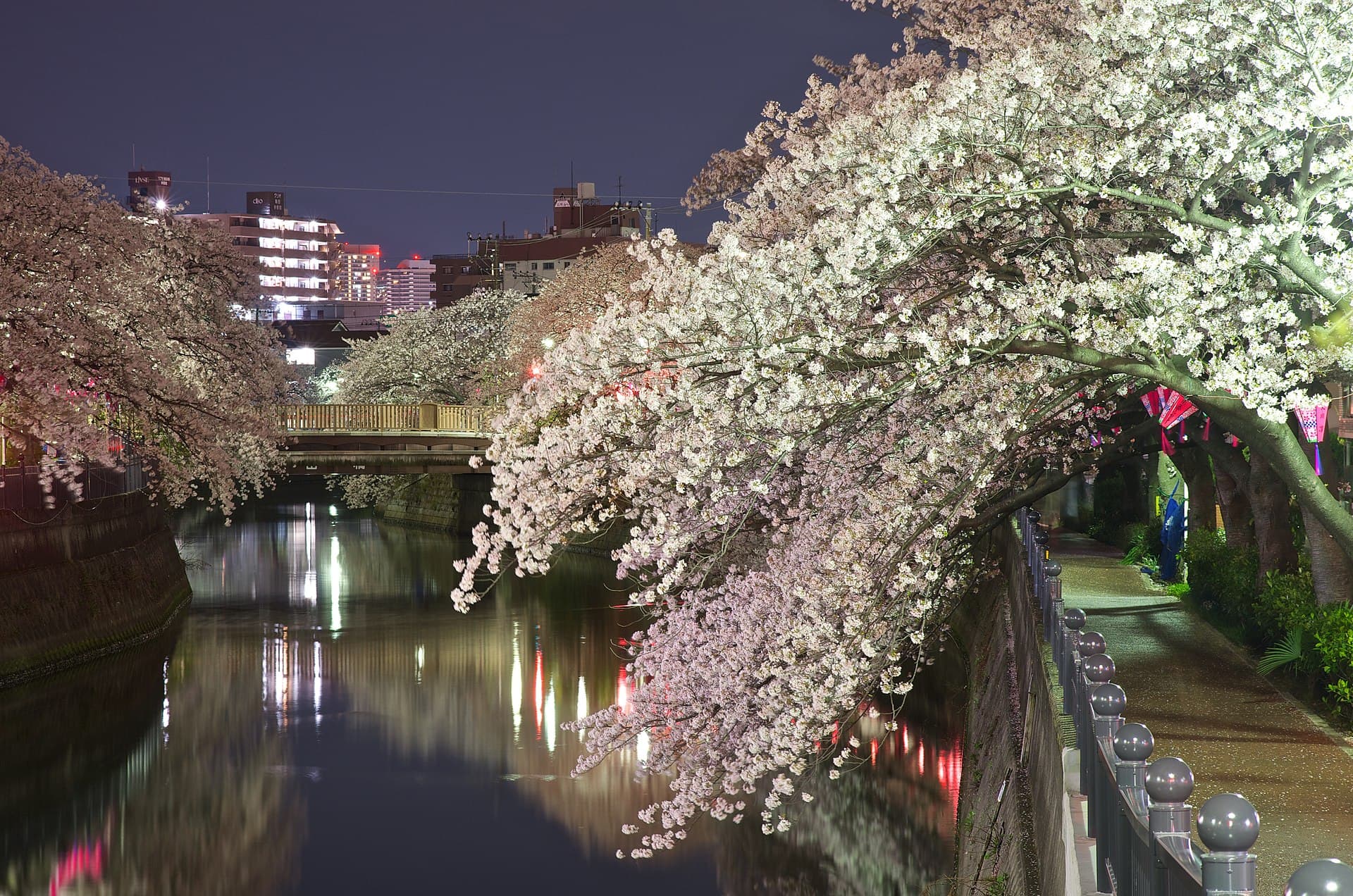 Cherry blossoms illuminated at night along the Ooka River in Yokohama.
